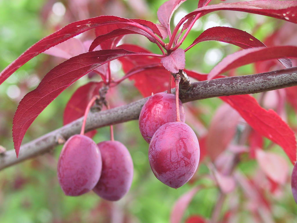 Prunus cerasifera Trailblazer 02 Fruechte.jpg